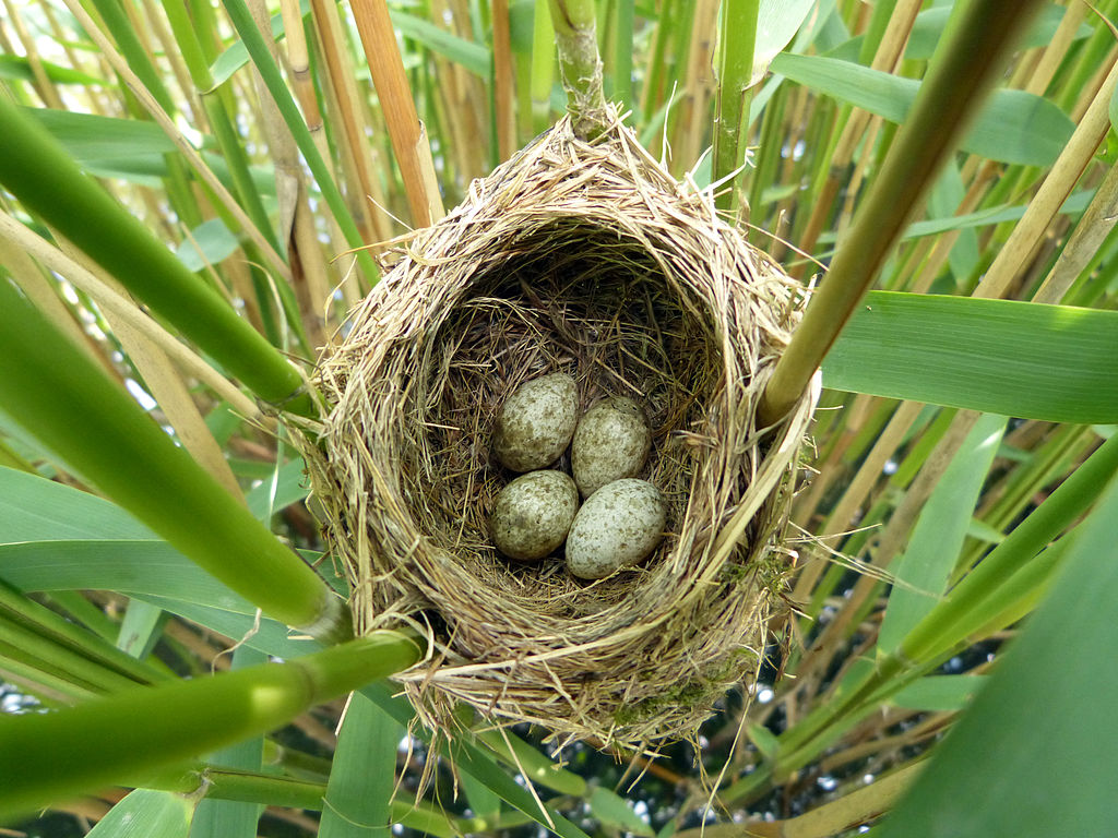 Broeden? Dat doet de koekoek niet | Natuurwijzer